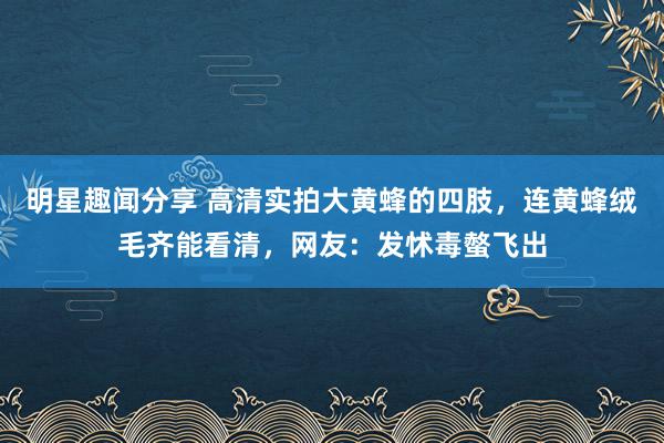 明星趣闻分享 高清实拍大黄蜂的四肢，连黄蜂绒毛齐能看清，网友：发怵毒螫飞出